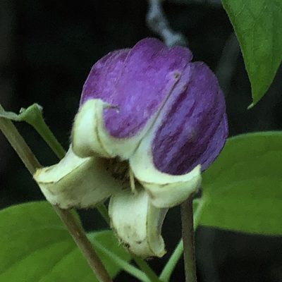 Clematis viorna, photographed by Christopher Zacharias