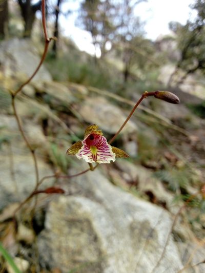 Bletia ensifolia, photographed by Dante S. Figueroa