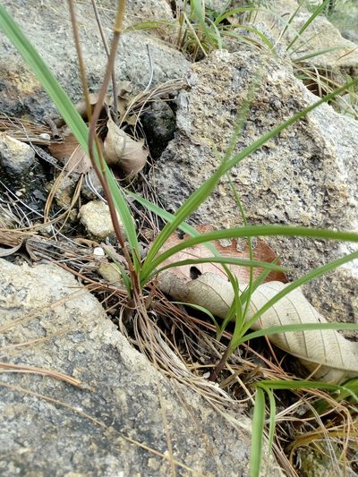 Bletia ensifolia, photographed by Dante S. Figueroa