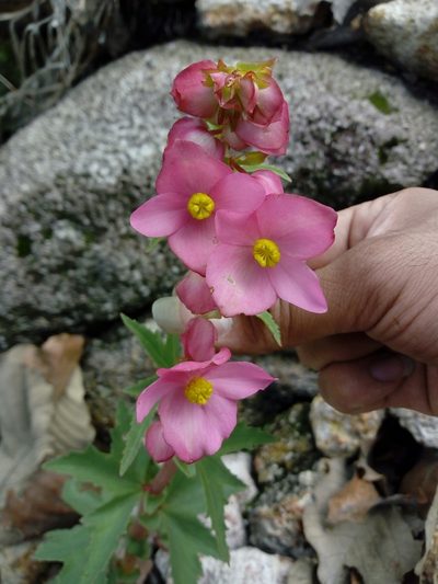 Begonia angustiloba, photographed by Dante S. Figueroa