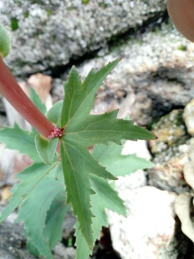 Begonia angustiloba, photographed by Dante S. Figueroa
