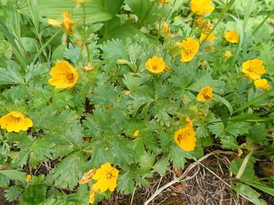 Potentilla flabellifolia, photographed by Rob Foster