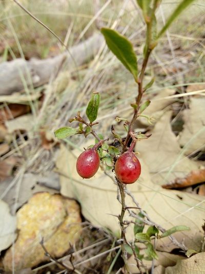 Ximenia parviflora, photographed by Dante S. Figueroa