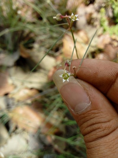 Euphorbia sphaerorhiza, photographed by Dante S. Figueroa