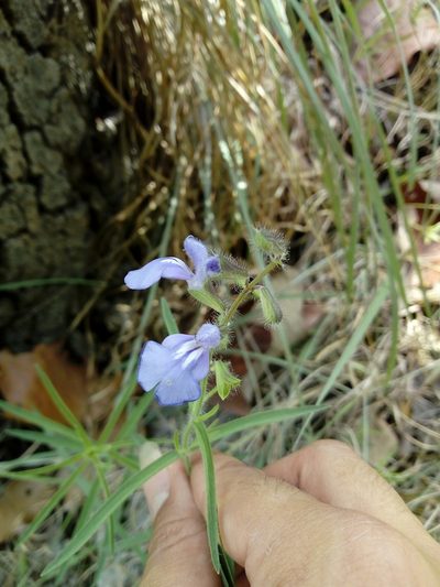Salvia heterotricha, photographed by Dante S. Figueroa