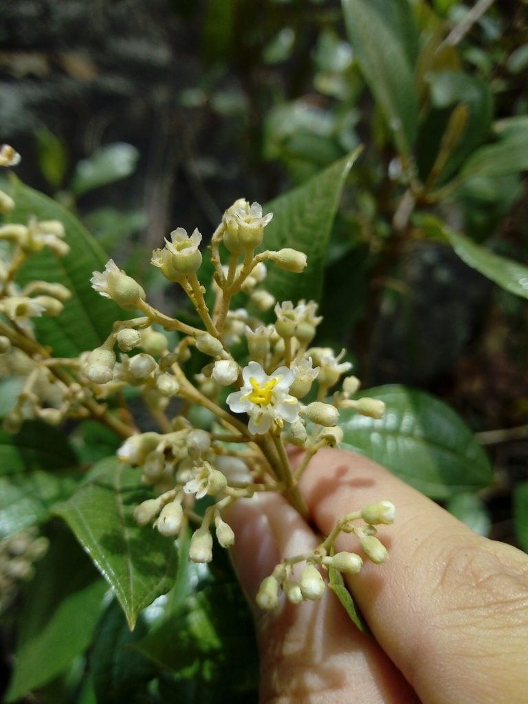 Miconia madrensis, photographed by Dante S. Figueroa