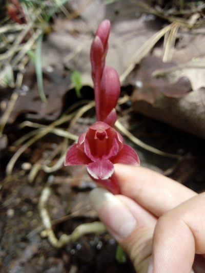 Bletia brevicaulis, photographed by Dante S. Figueroa