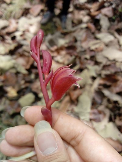 Bletia brevicaulis, photographed by Dante S. Figueroa