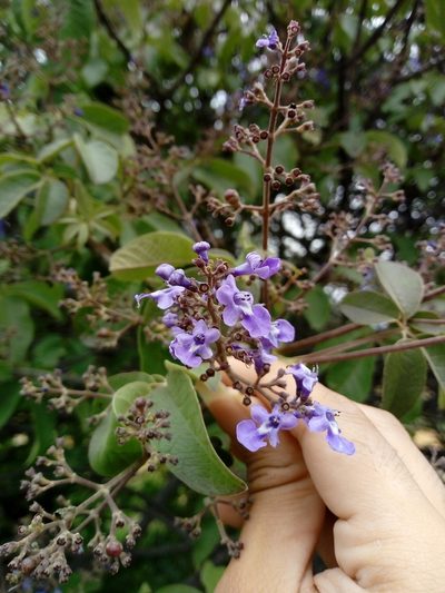 Vitex pyramidata, photographed by Dante S. Figueroa