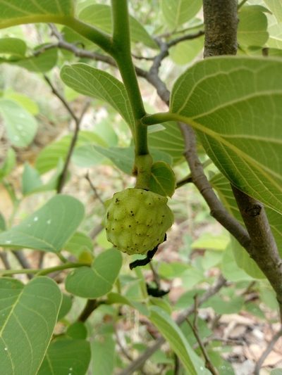 Annona longiflora, photographed by Dante S. Figueroa