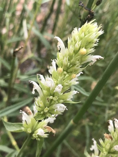 Agastache pallidiflora, photographed by Robbie Hannawacker