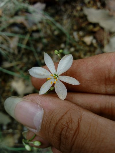 Echeandia gentryi, photographed by Dante S. Figueroa