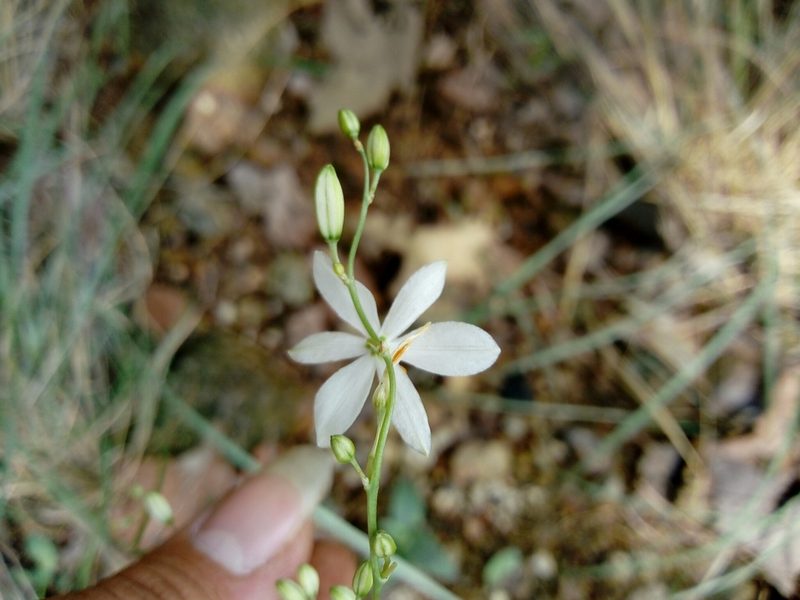Echeandia gentryi, photographed by Dante S. Figueroa