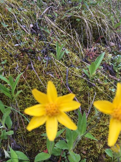 Arnica fulgens, photographed by Caleb Catto