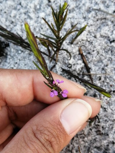 Muraltia filiformis, photographed by sharndreheuvel