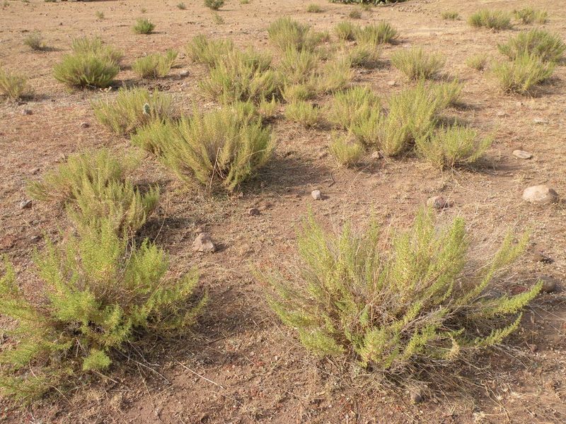 Brickellia spinulosa, photographed by M. Socorro González Elizondo