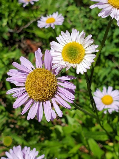 Erigeron aliceae, photographed by Ellen Watrous