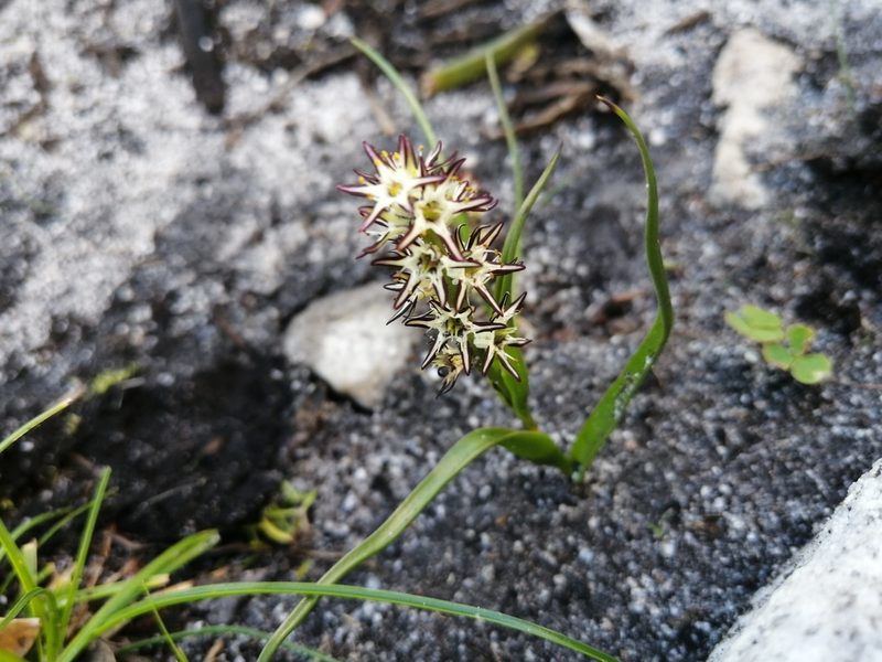 Wurmbea hiemalis, photographed by sharndreheuvel