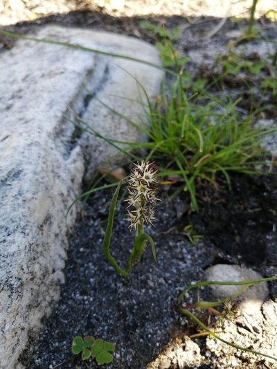 Wurmbea hiemalis, photographed by sharndreheuvel