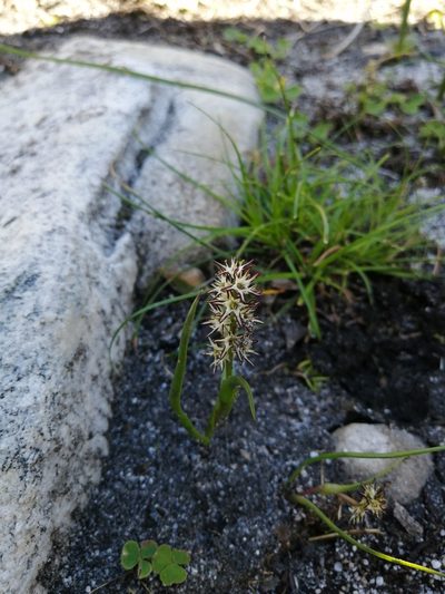 Wurmbea hiemalis, photographed by sharndreheuvel