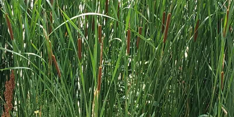 Typha linnaei, photographed by Yurii Basov