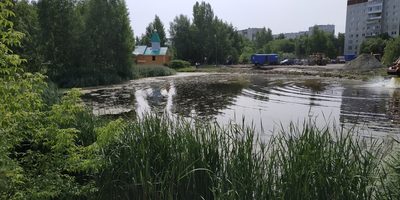 Typha linnaei, photographed by Yurii Basov