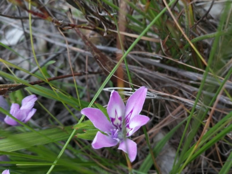 Babiana nana, photographed by Kelly Loubser