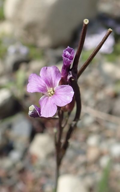 Boechera lyallii, photographed by Rob Foster