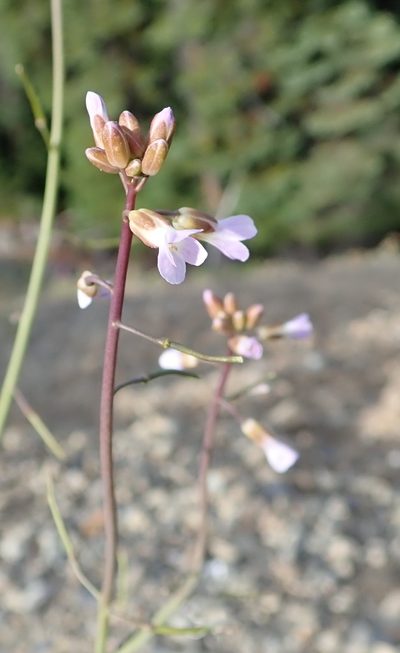Boechera divaricarpa, photographed by Rob Foster