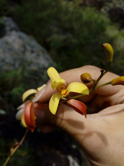 Bletia adenocarpa, photographed by Dante S. Figueroa
