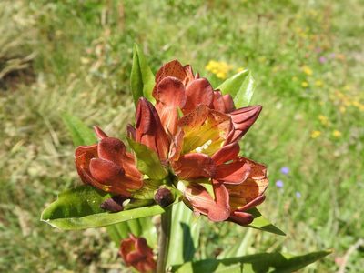 Gentiana purpurea, photographed by westcoasthikers