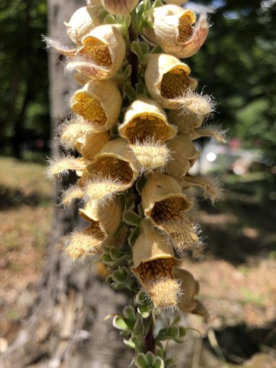 Digitalis ferruginea, photographed by Conrad Altmann