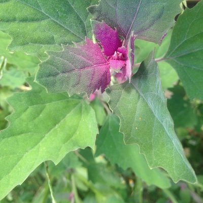 Chenopodium giganteum, photographed by Erik Rytter