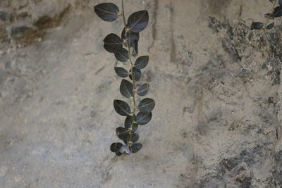Cebatha pendula, photographed by Jacky Judas