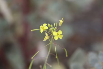 Diplotaxis harra, photographed by Jacky Judas