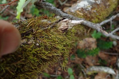 Lescuraea stenophylla, photographed by Randal