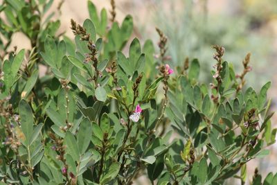 Tephrosia uniflora, photographed by Jacky Judas
