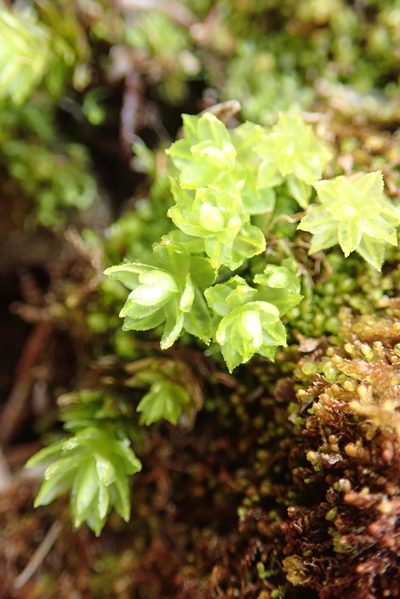 Oligotrichum parallelum, photographed by Randal