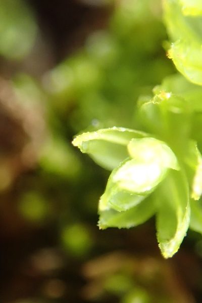 Oligotrichum parallelum, photographed by Randal