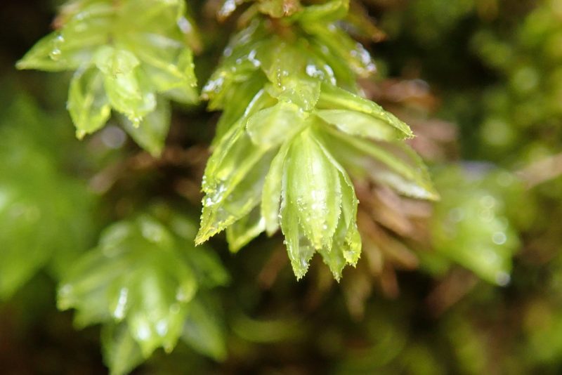 Oligotrichum parallelum, photographed by Randal