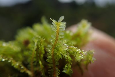 Diplophyllum taxifolium, photographed by Randal