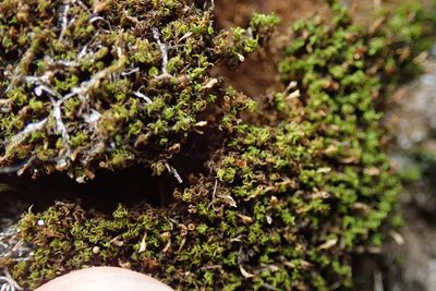 Amphidium lapponicum, photographed by Randal