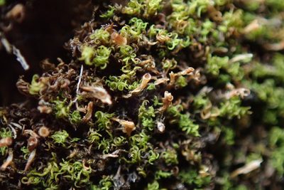 Amphidium lapponicum, photographed by Randal