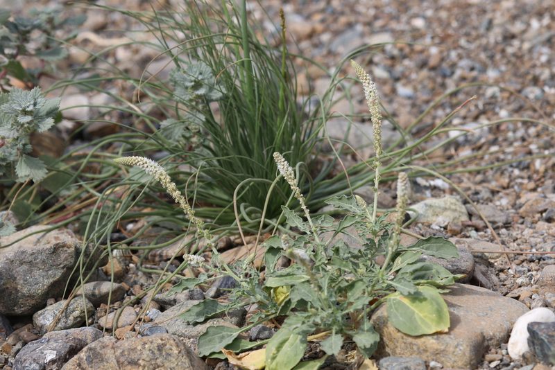 Reseda aucheri, photographed by Jacky Judas
