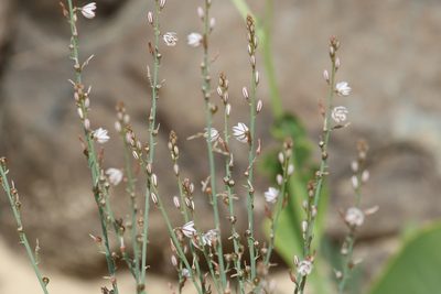 Asphodelus tenuifolius