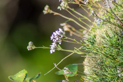 Gypsophila uralensis, photographed by Кирилл Зенин