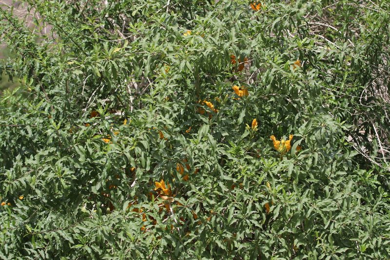 Tecomella undulata, photographed by Jacky Judas