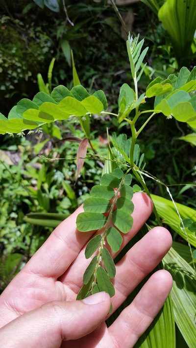 Phyllanthus leucanthus, photographed by cwarneke