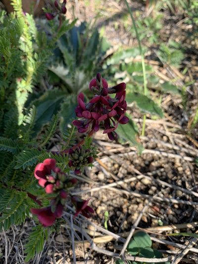 Lessertia capensis, photographed by Matthew Fainman