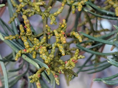 Arceuthobium divaricatum, photographed by Ethan Rose
